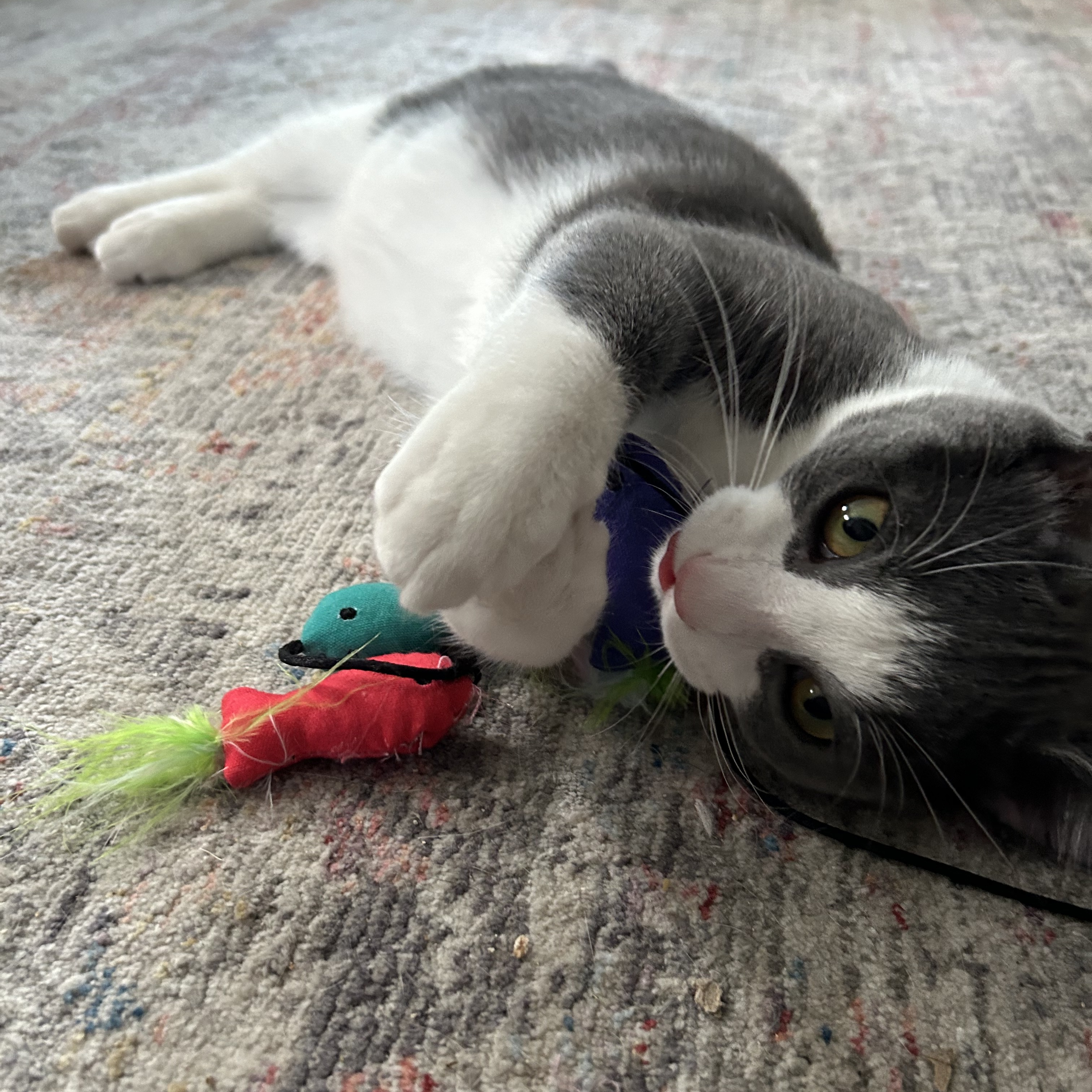 Enlarge Beaumont, a Adoptable Domestic Short Hair in Cleveland, OH image 5/6