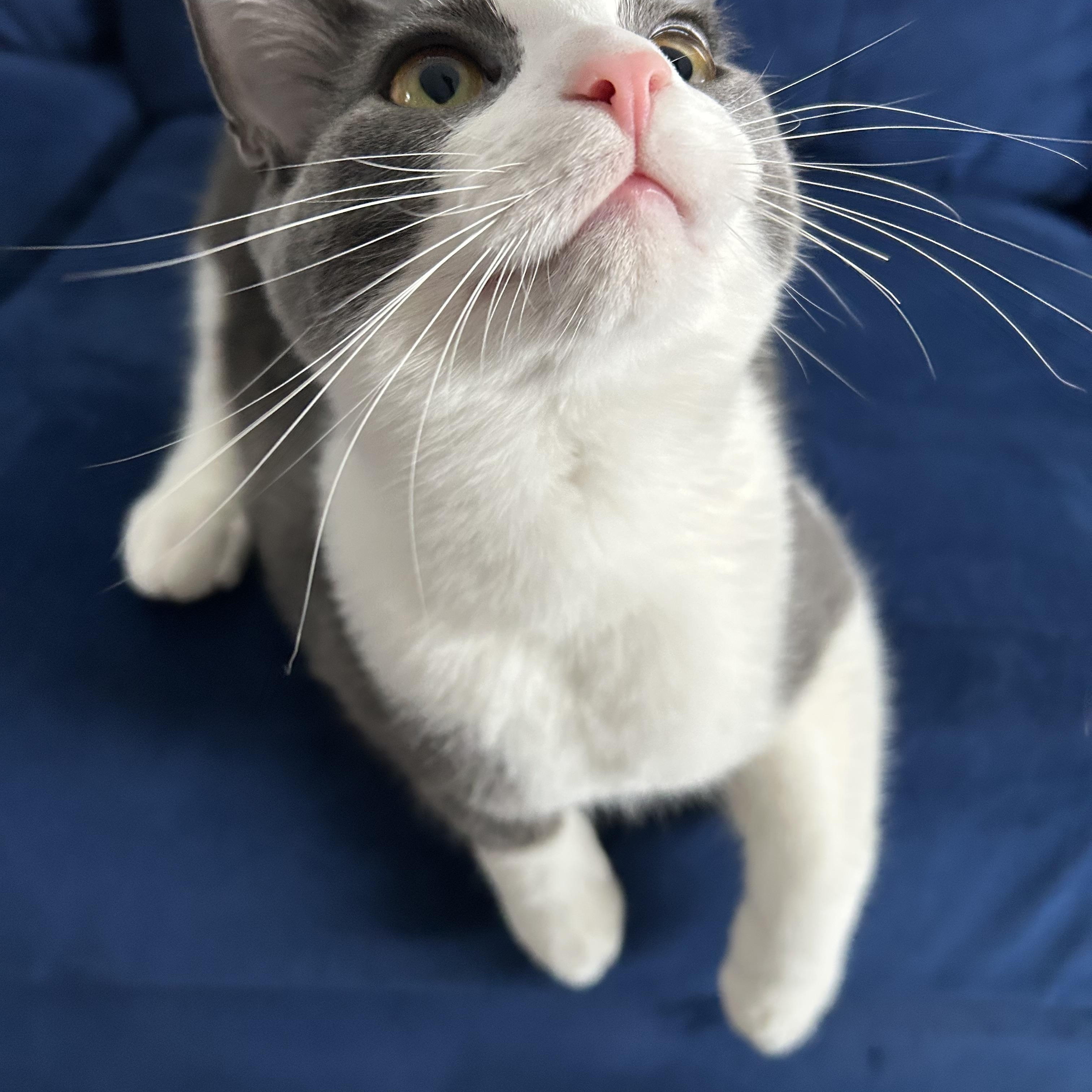 Enlarge Beaumont, a Adoptable Domestic Short Hair in Cleveland, OH image 4/6