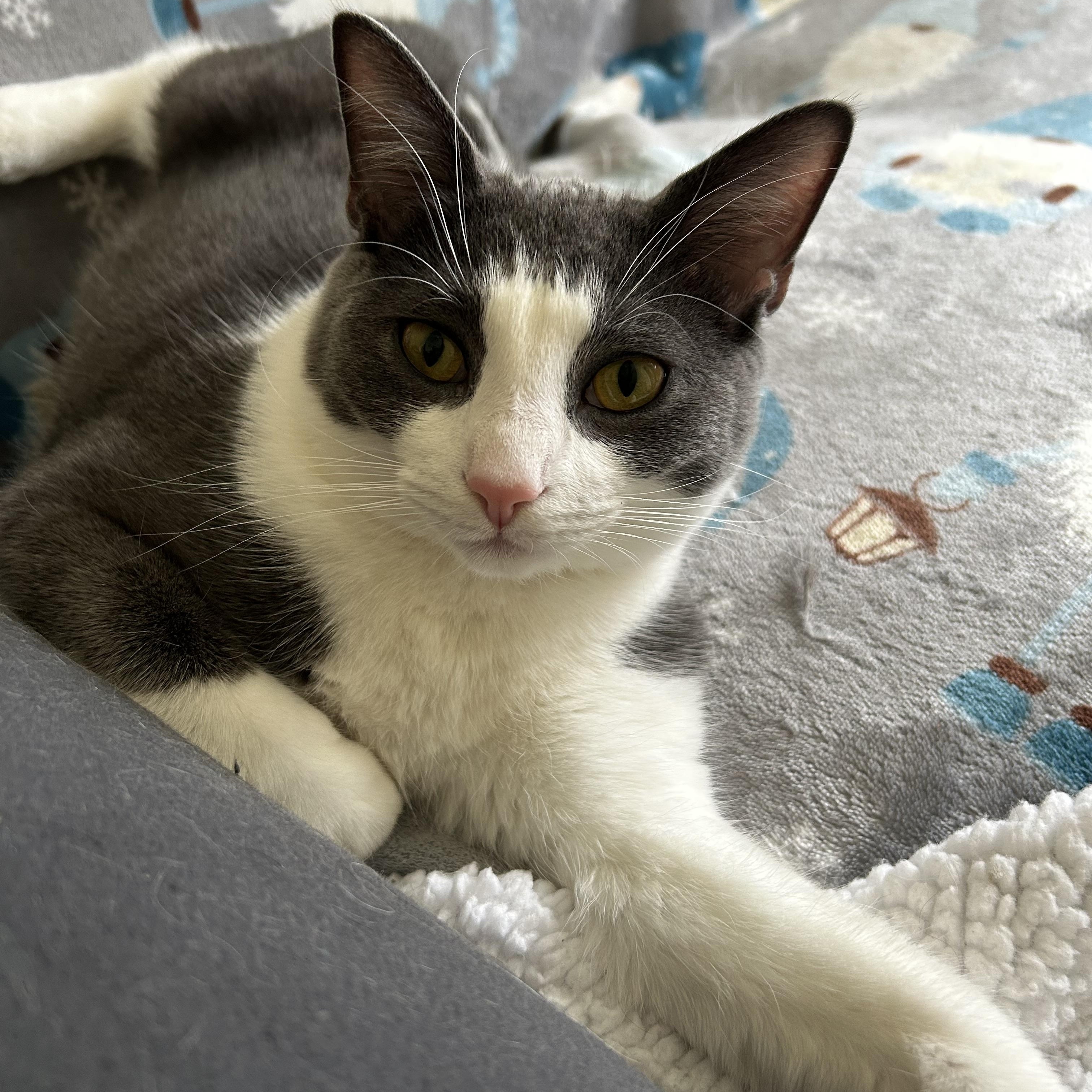 Beaumont, Adoptable, Young Male Domestic Short Hair.