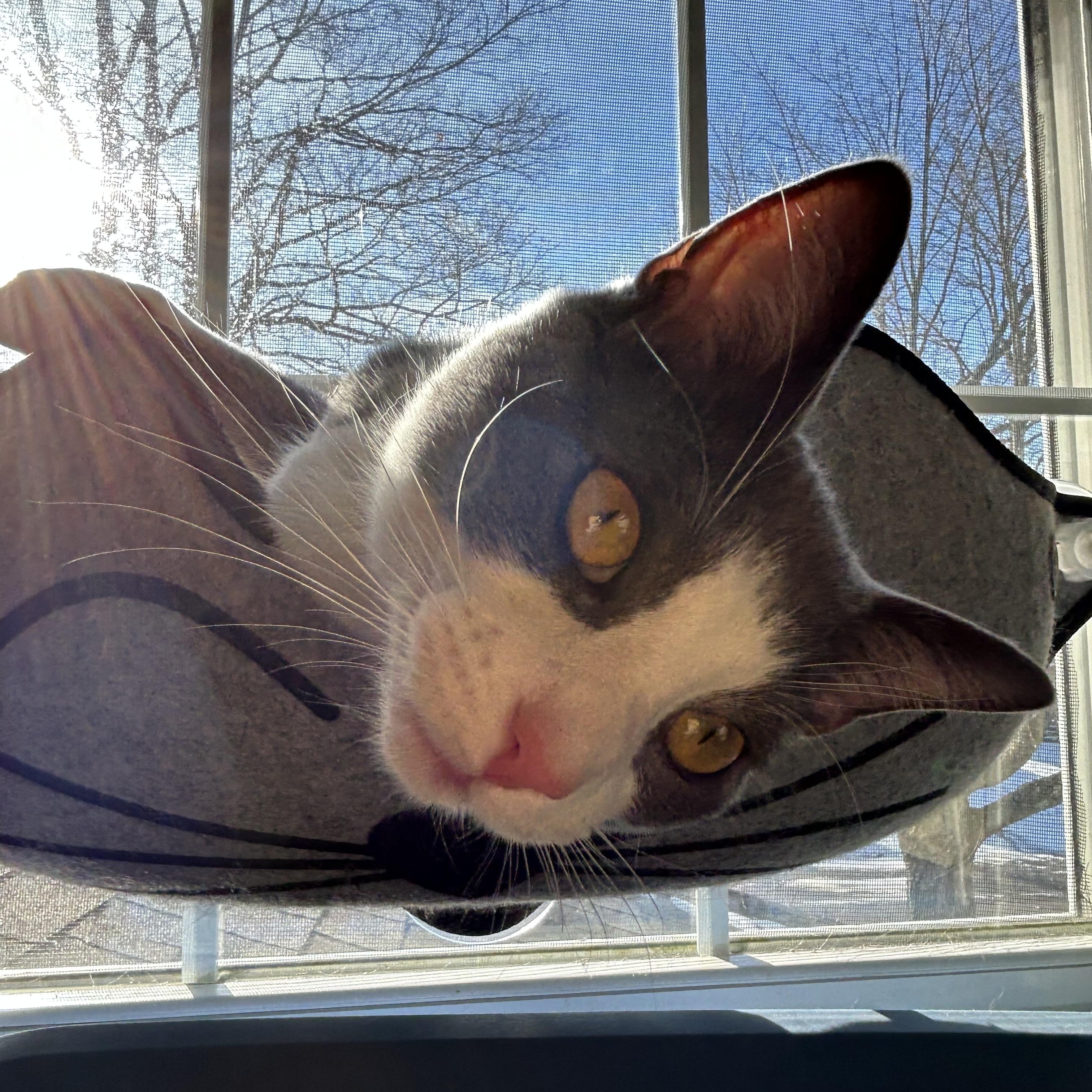 Enlarge Beaumont, a Adoptable Domestic Short Hair in Cleveland, OH image 2/6