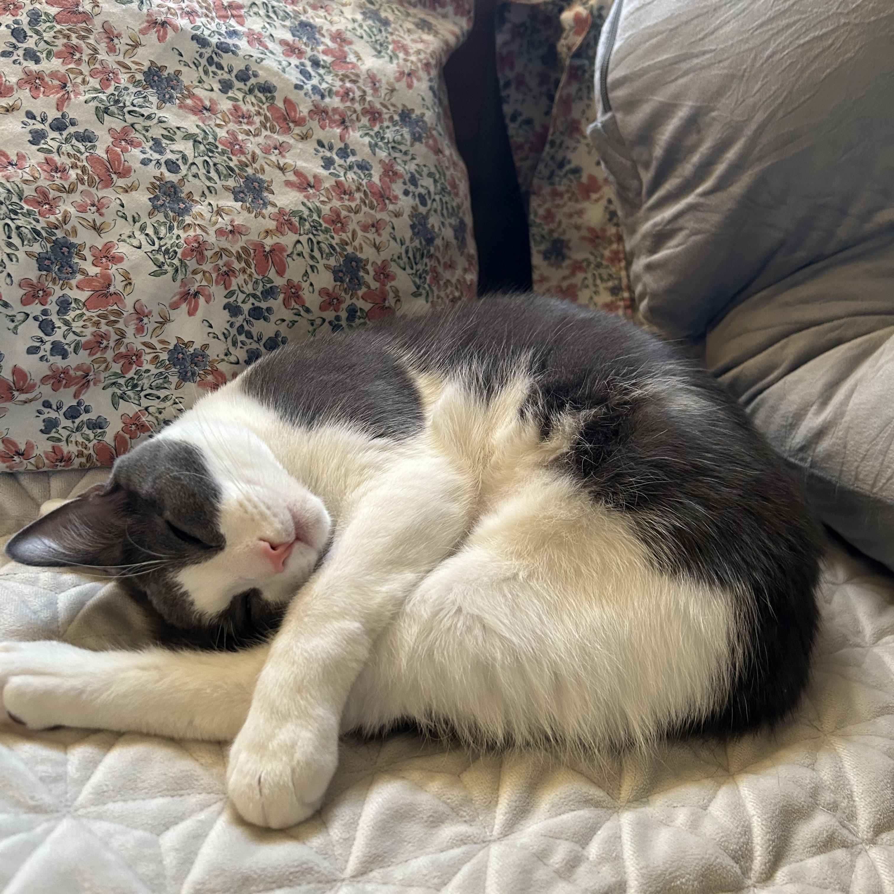 Enlarge Beaumont, a Adoptable Domestic Short Hair in Cleveland, OH image 3/6