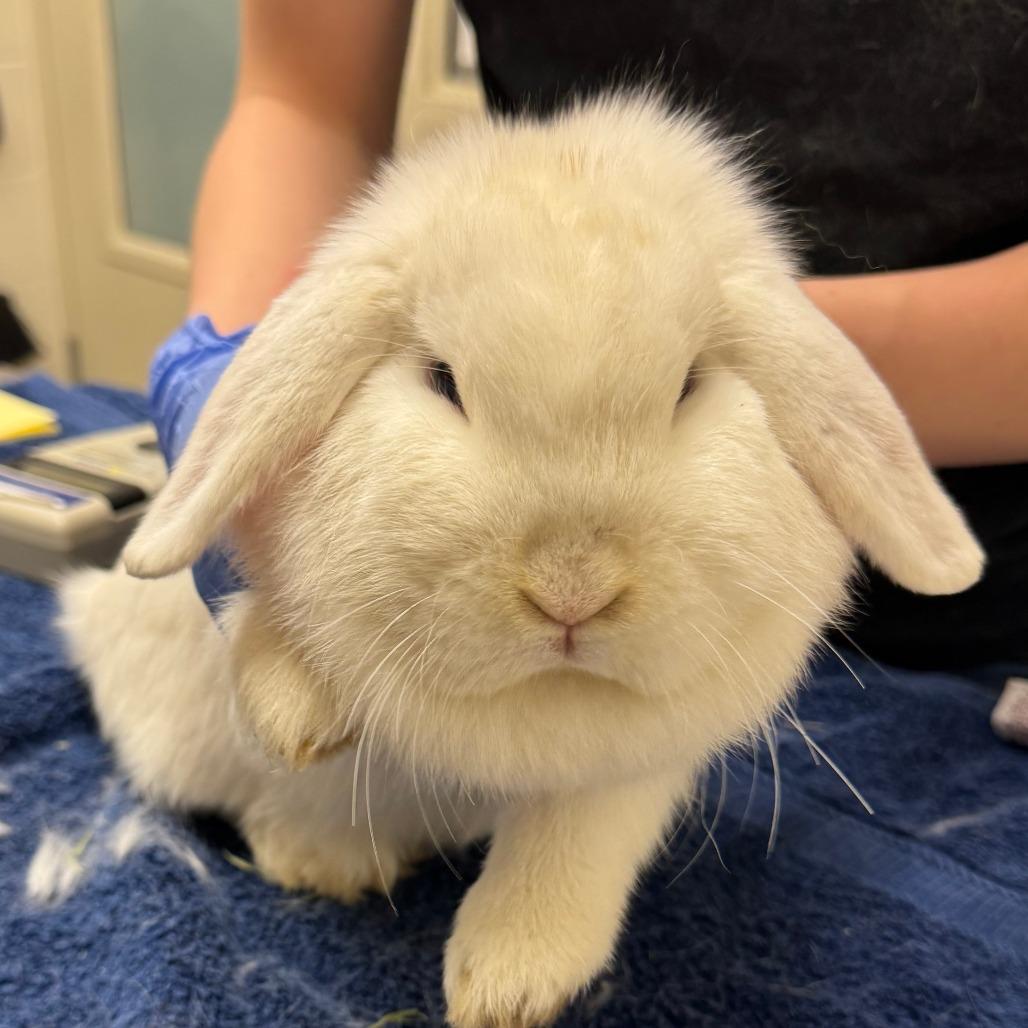 Enlarge Glinda, a Adoptable American in Murray, UT image 1/1