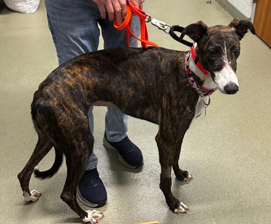 Imark Eagle, ADOPTABLE, Young Female Greyhound.