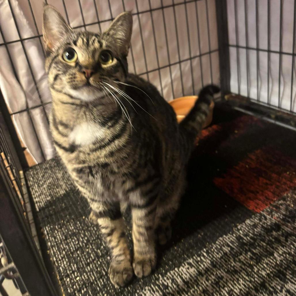 Morrissey, Adoptable, Young Male Domestic Short Hair.