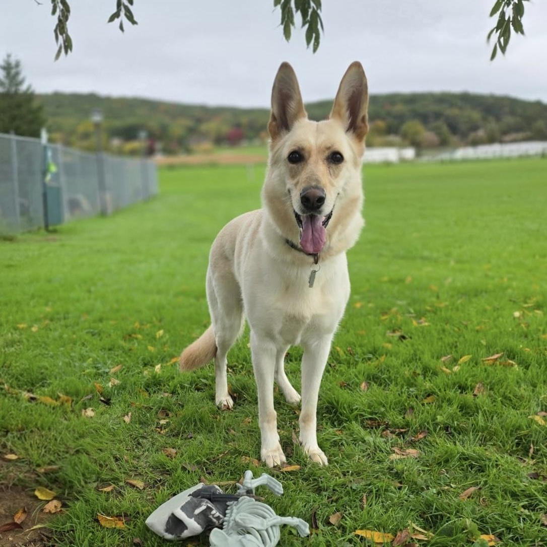 Enlarge Stormy, a Adopted German Shepherd Dog in Danville, PA image 2/3