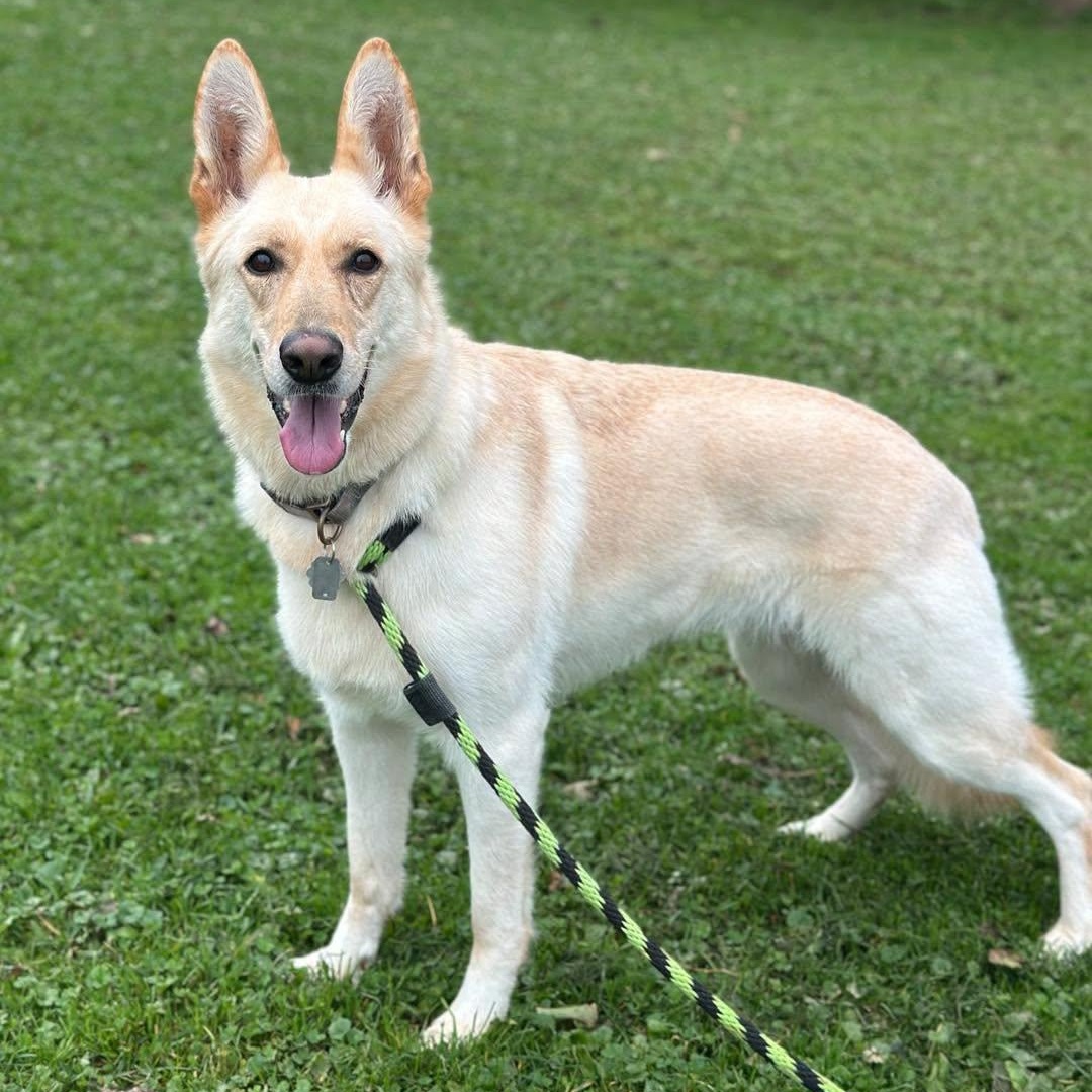 Stormy, Adopted, Adult Female German Shepherd Dog.