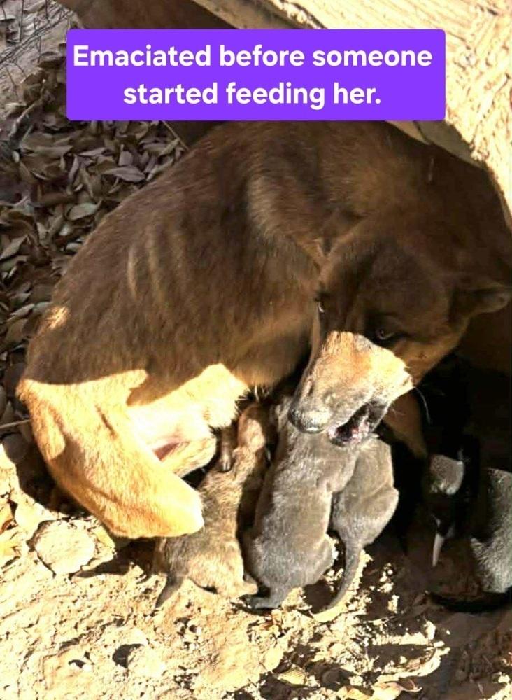 Bristol, Adoptable, Puppy Female Shepherd.