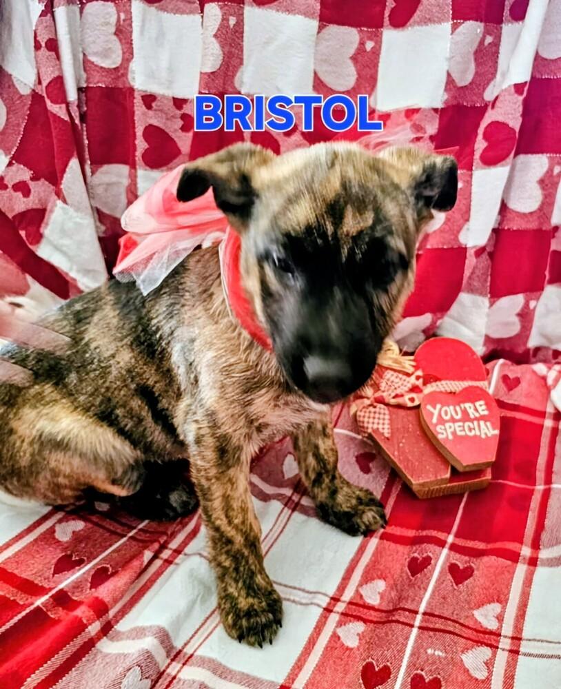 Bristol, Adoptable, Puppy Female Shepherd & Mixed Breed.