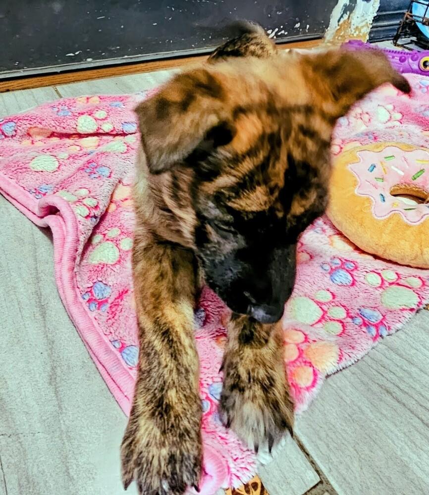 Enlarge Bristol, a Adoptable mixed breed in Evergreen, CO image 2/6