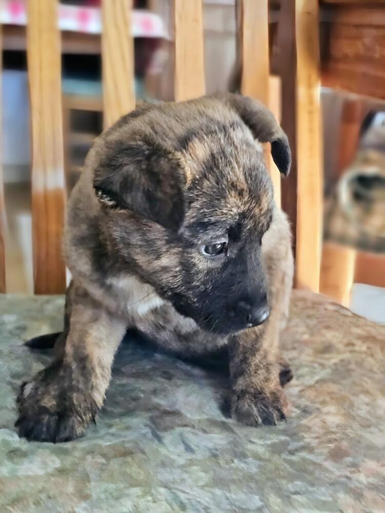 Enlarge Bristol, a Adoptable mixed breed in Evergreen, CO image 3/6