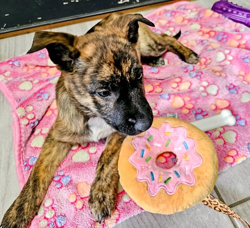 Enlarge Bristol, a Adoptable mixed breed in Evergreen, CO image 4/6