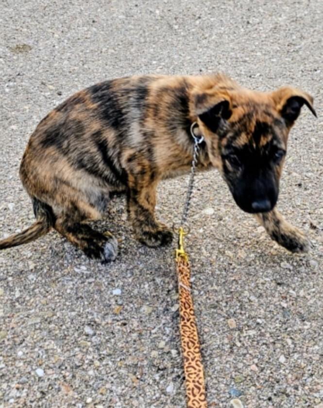 Enlarge Bristol, a Adoptable mixed breed in Evergreen, CO image 6/6