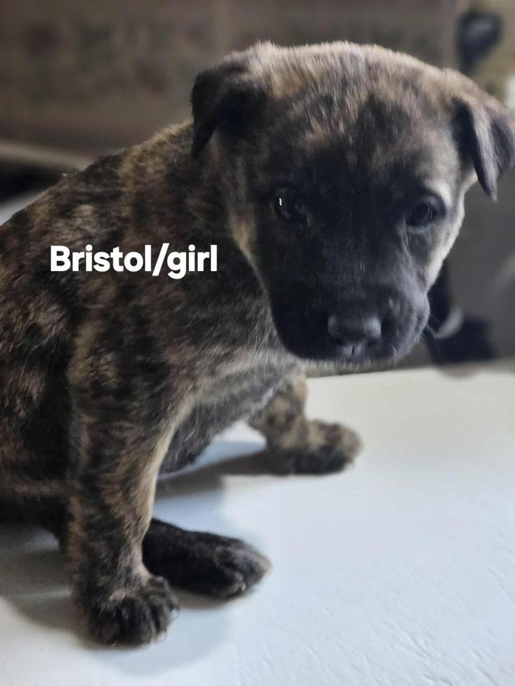 Enlarge Bristol, a Adoptable mixed breed in Evergreen, CO image 4/5