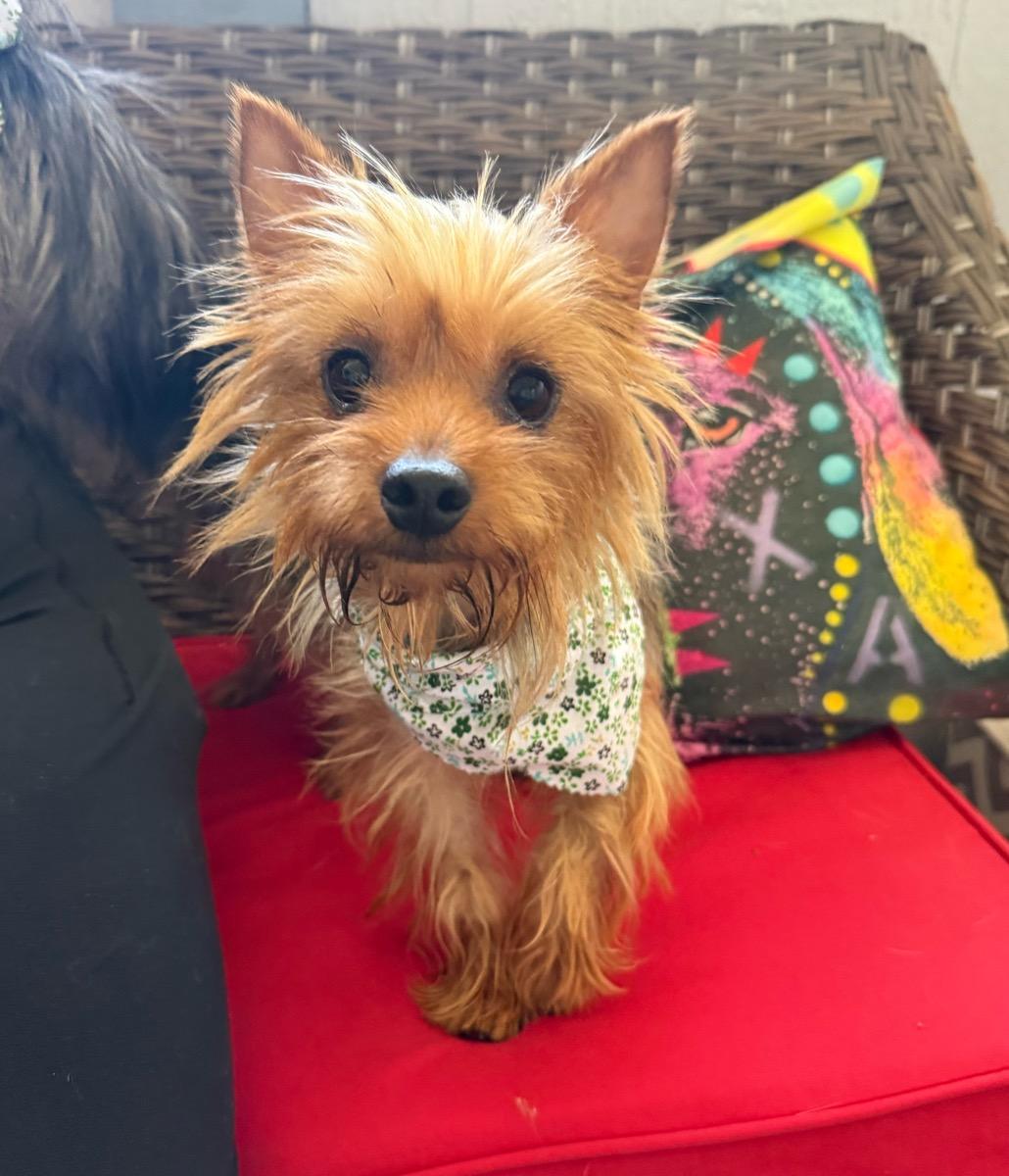 Enlarge Claudia, a Adoptable Silky Terrier in Temecula, CA image 2/2