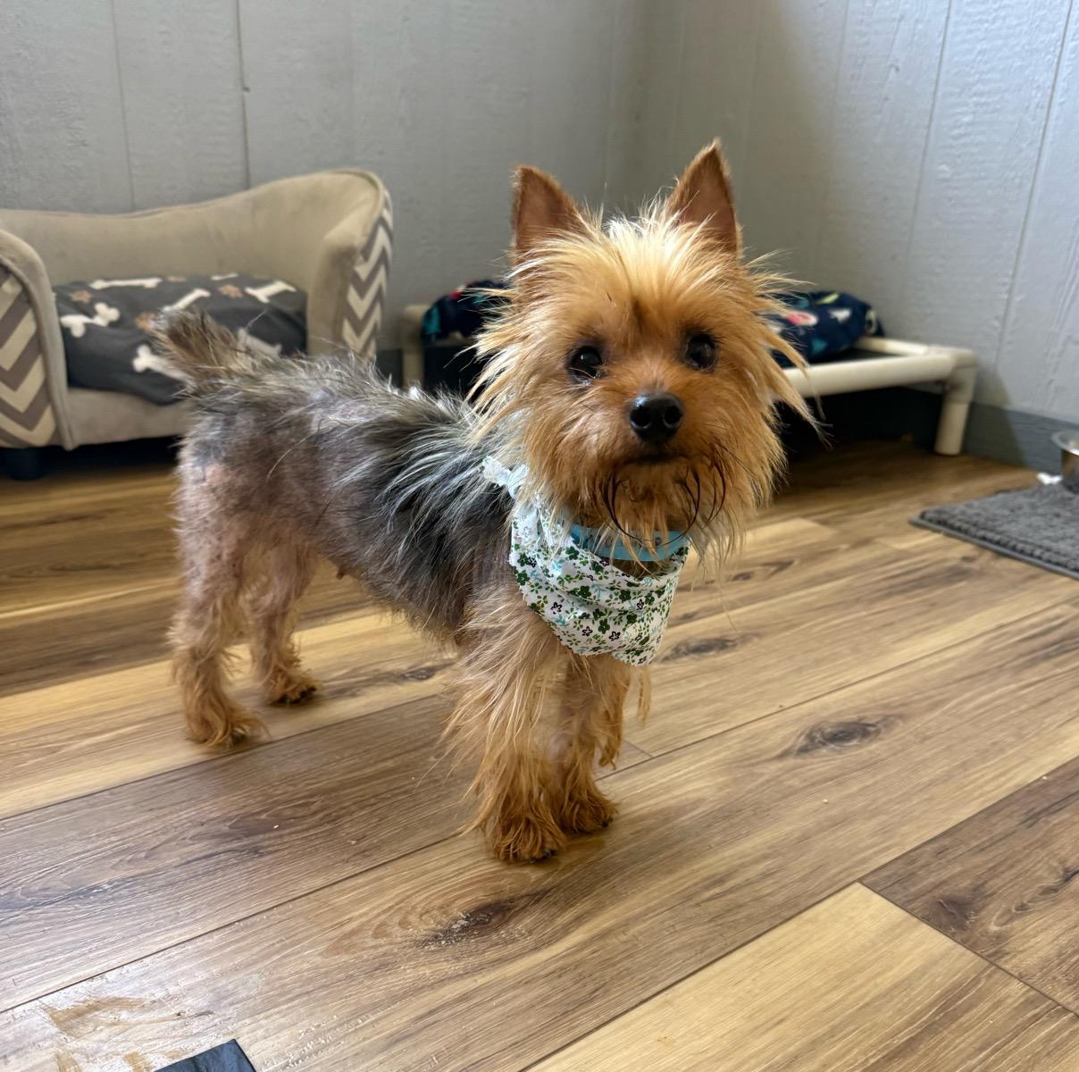 Claudia, Adoptable, Adult Female Silky Terrier.