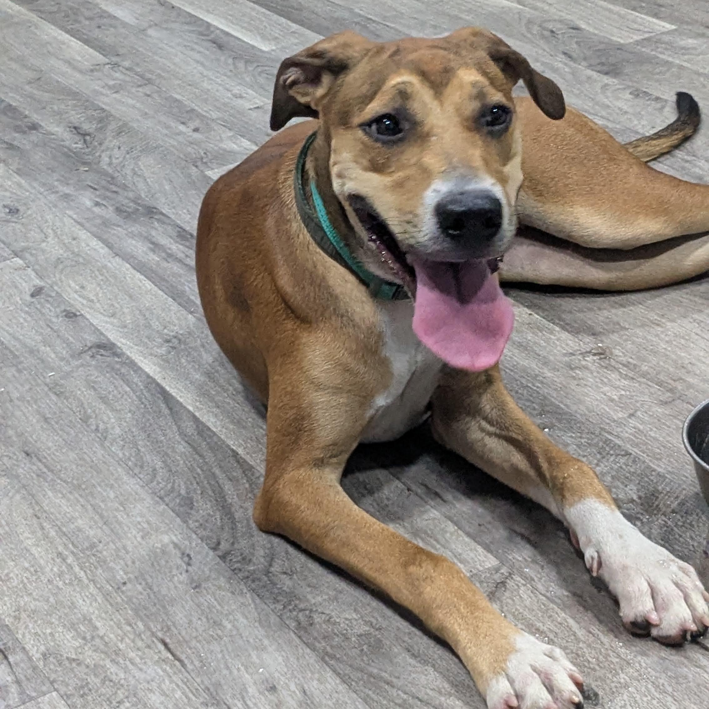 Enlarge COCO, a Adoptable mixed breed in Chicopee, MA image 4/6
