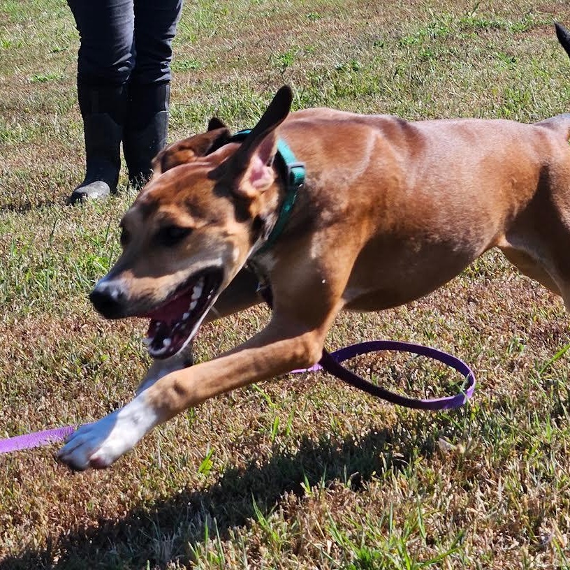 Enlarge COCO, a Adoptable mixed breed in Chicopee, MA image 6/6