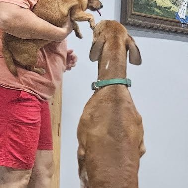 Enlarge COCO, a Adoptable mixed breed in Chicopee, MA image 5/6