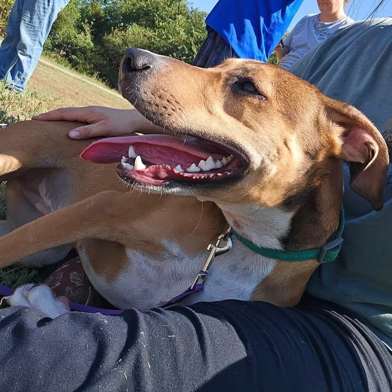 Enlarge COCO, a Adoptable mixed breed in Chicopee, MA image 3/6