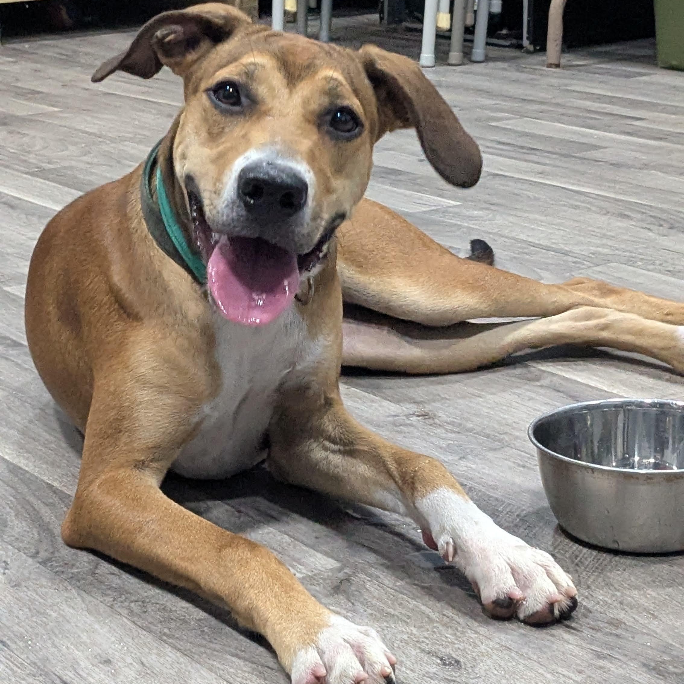COCO, Adoptable, Young Female Mountain Cur.