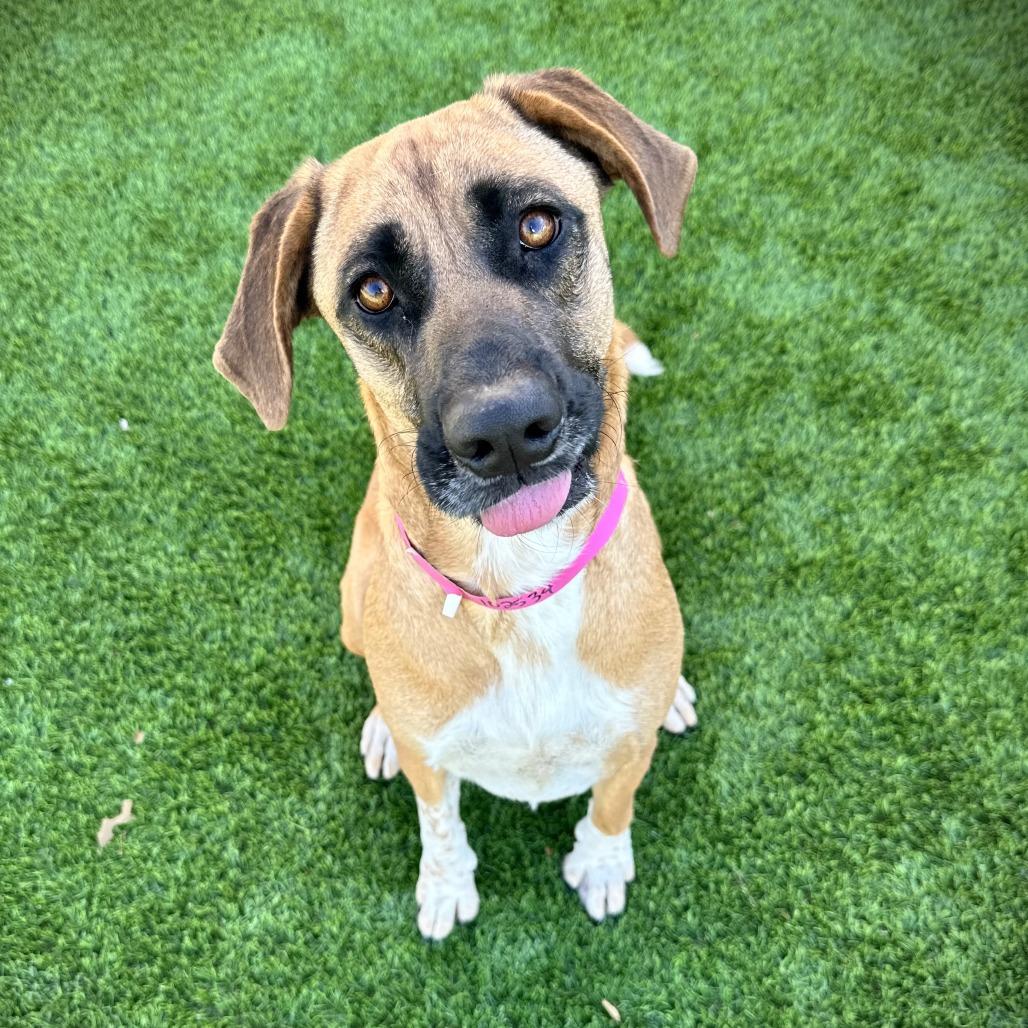 Macy, Adoptable, Young Female Mixed Breed.