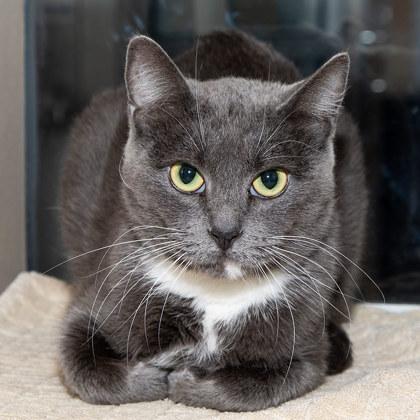 Jada, Adoptable, Adult Female Domestic Short Hair & Domestic Short Hair.
