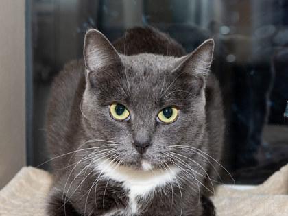 Enlarge Jada, a Adoptable mixed breed in Longmont, CO image 2/3