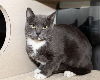 Enlarge Jada, a Adoptable mixed breed in Longmont, CO image 3/3