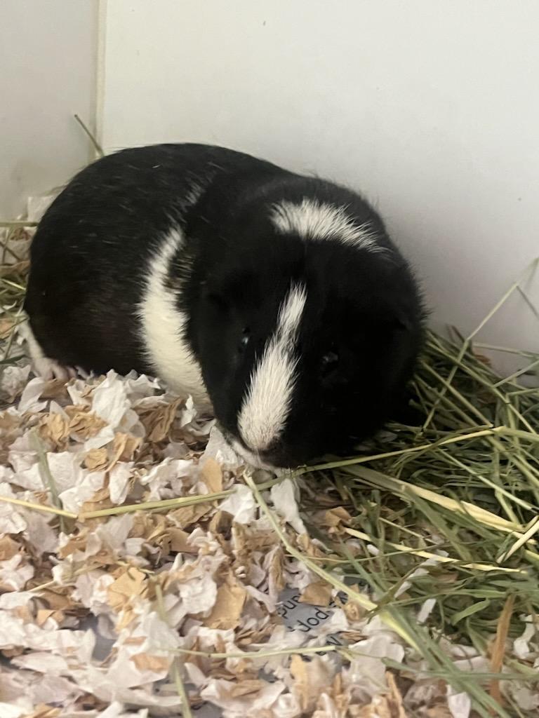 Claude (ID 52134), ADOPTABLE, Young Male Guinea Pig.