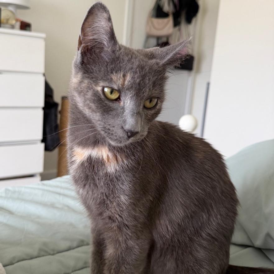 Smoky, Adoptable, Young Female Domestic Medium Hair.