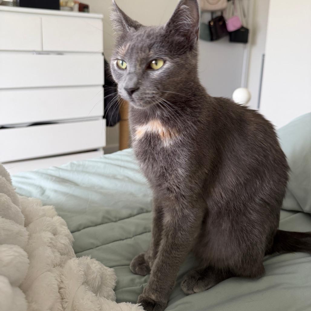 Smoky, a Adoptable Domestic Medium Hair in Richmond, VA image 2/6