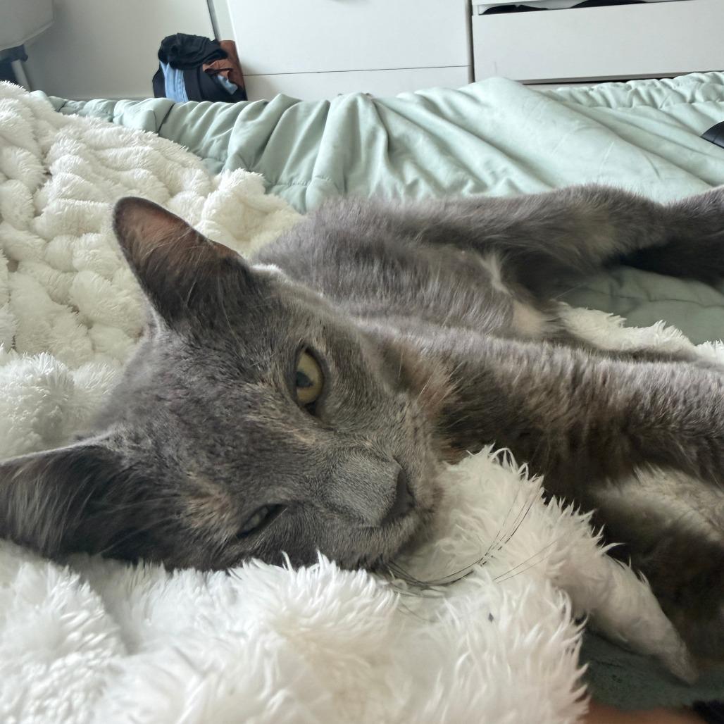 Smoky, a Adoptable Domestic Medium Hair in Richmond, VA image 3/6