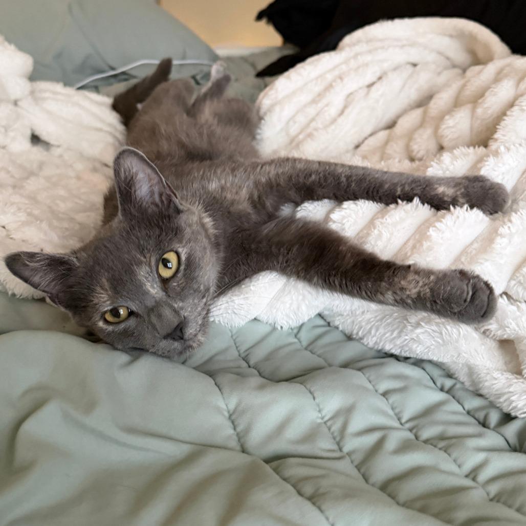 Smoky, a Adoptable Domestic Medium Hair in Richmond, VA image 4/6