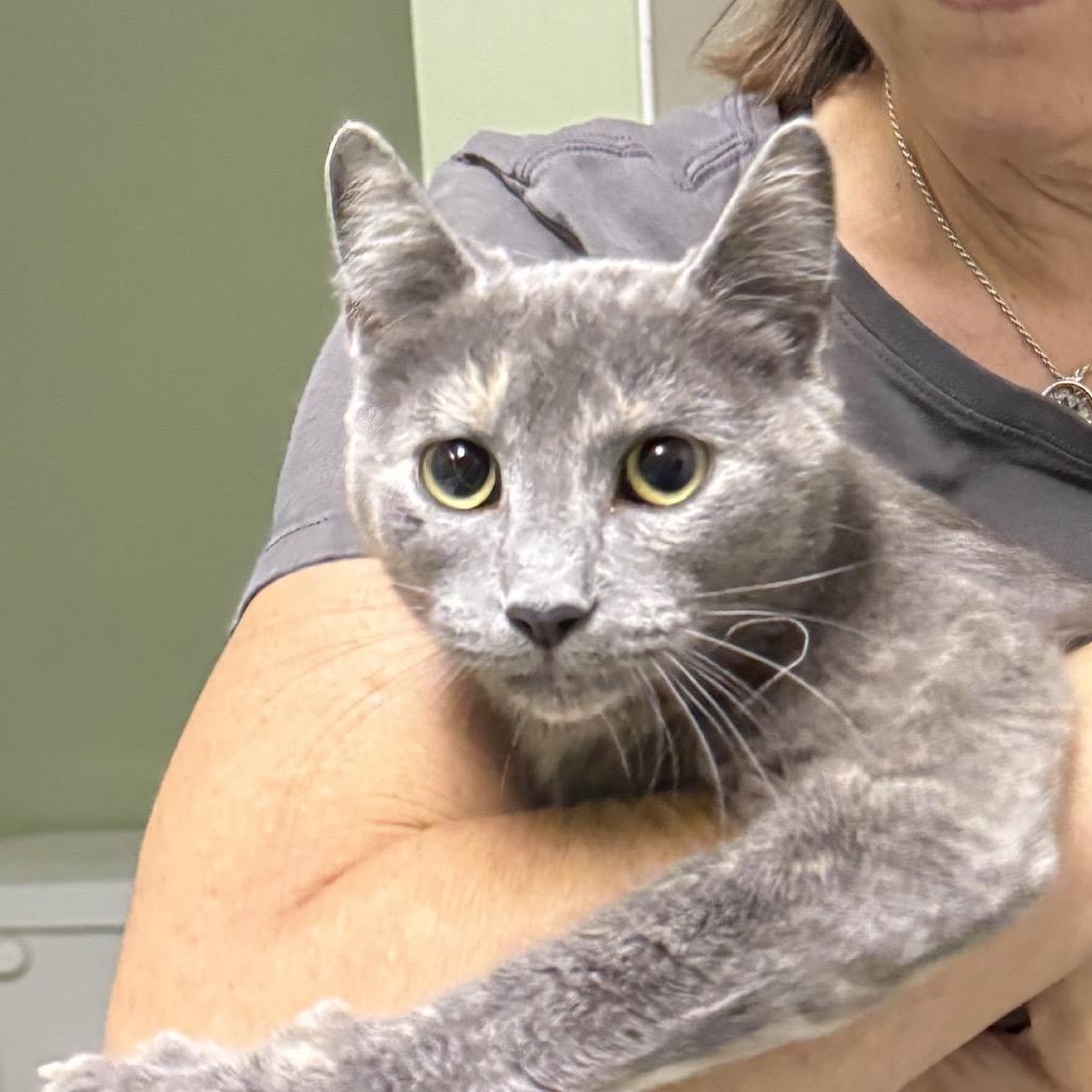 Smoky, a Adoptable Domestic Medium Hair in Richmond, VA image 5/6