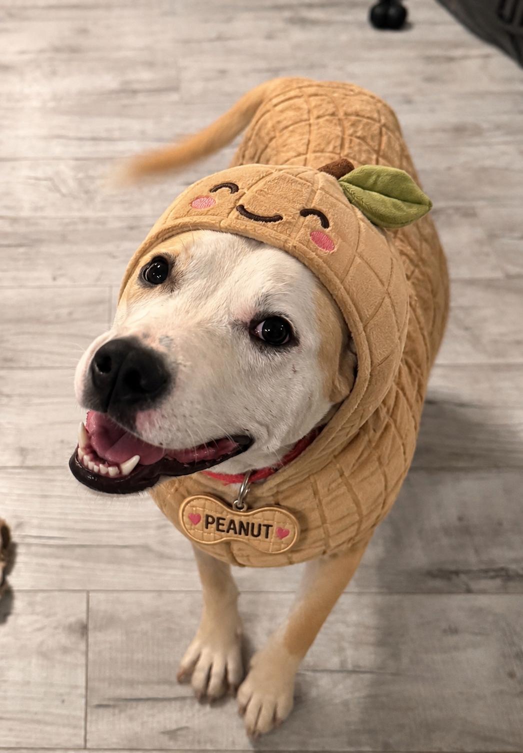 Playful Peanut , ADOPTABLE, Young Male American Bulldog.