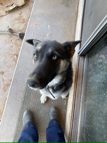 Honey (Text or call Kelsey 586-764-9170), a Adoptable mixed breed in Sedona, AZ image 2/3