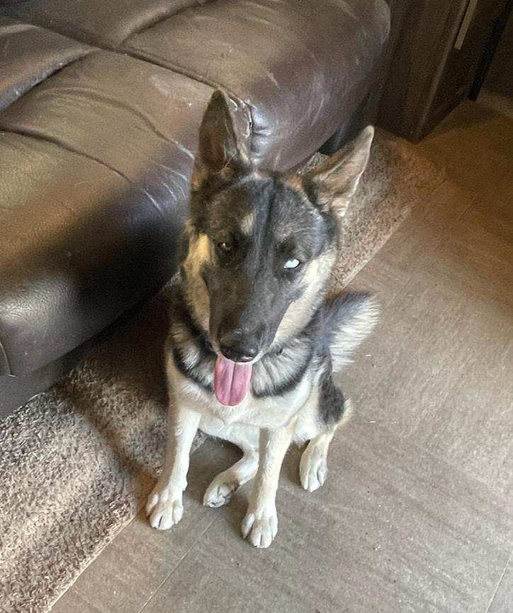 Honey (Text or call Kelsey 586-764-9170), a Adoptable mixed breed in Sedona, AZ image 1/3