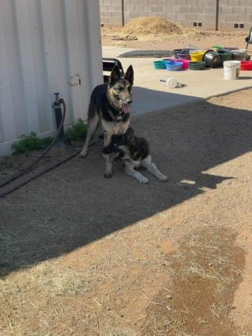 Honey (Text or call Kelsey 586-764-9170), a Adoptable mixed breed in Sedona, AZ image 3/3