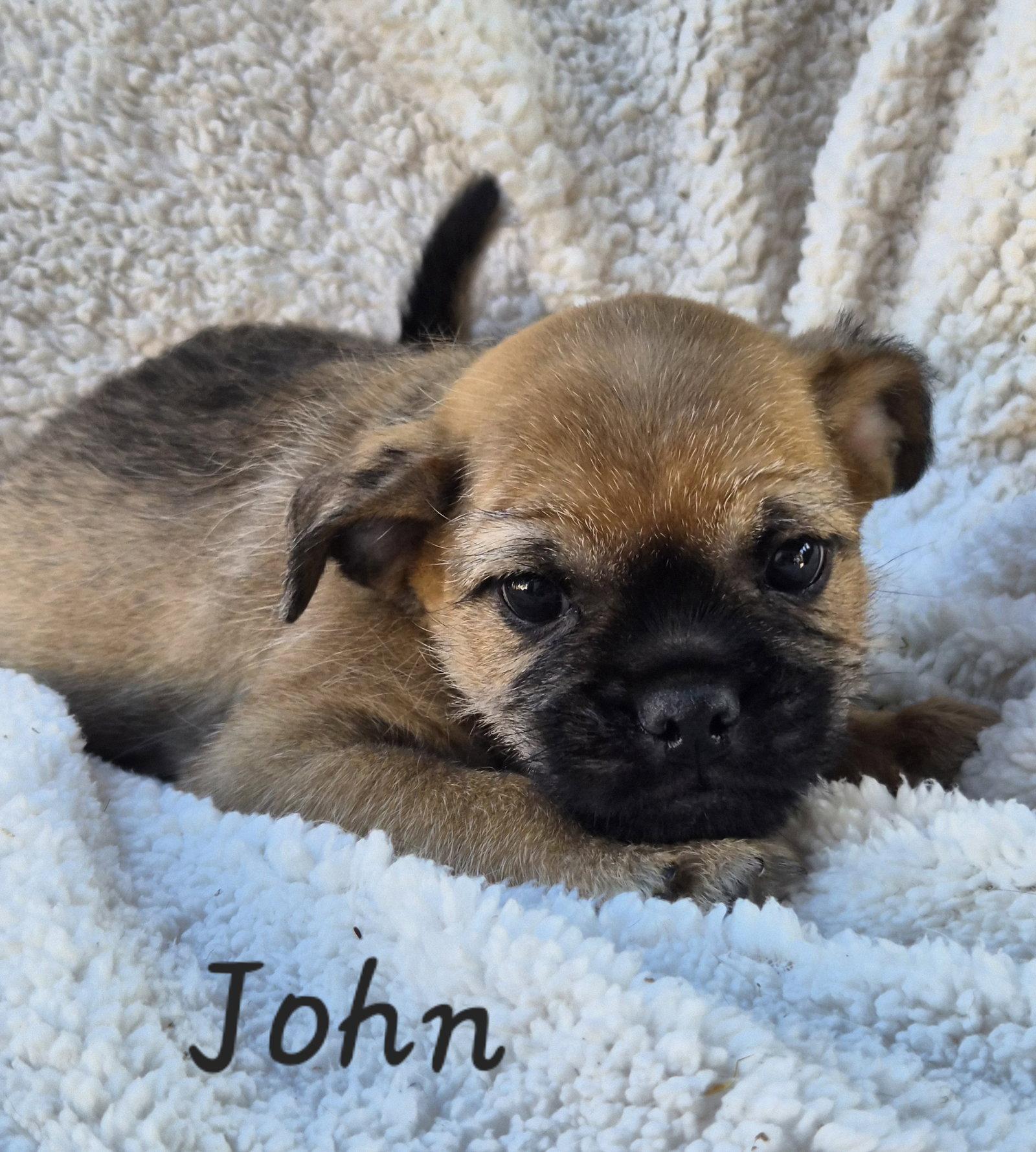John, Adoptable, Puppy Male Pug.