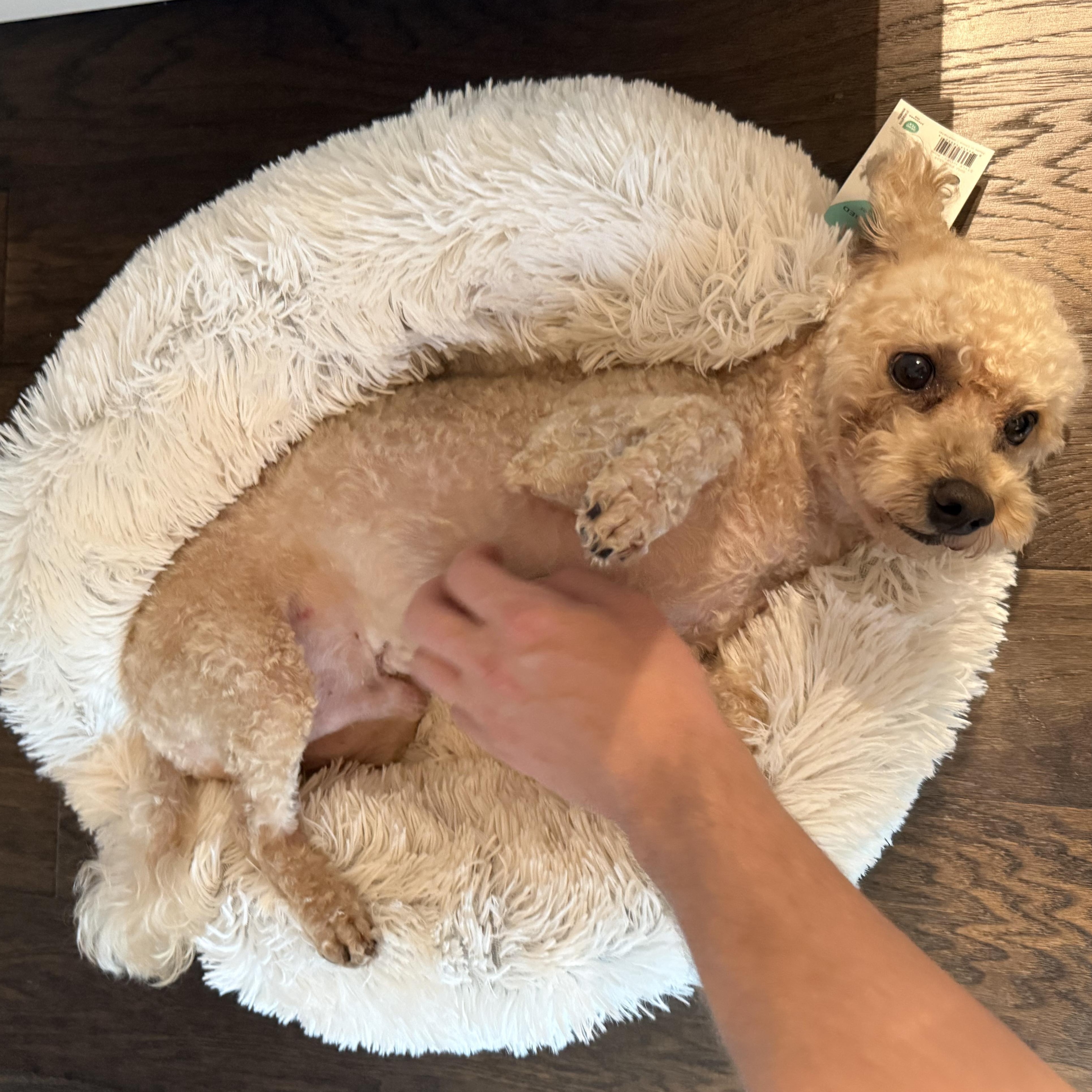 Ty, an adoptable Maltipoo in Dallas, TX, 75238 | Photo Image 1