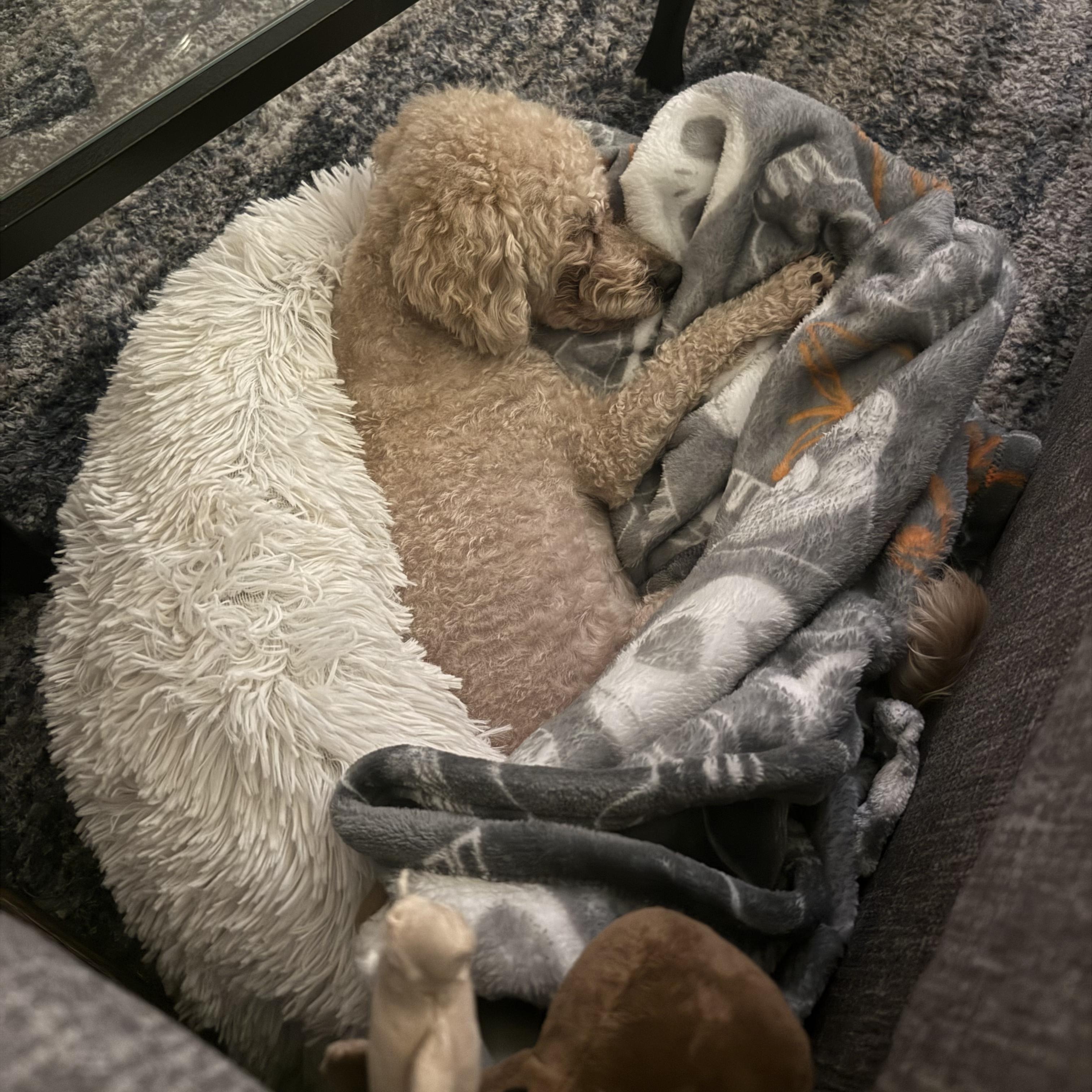 Ty, an adoptable Maltipoo in Dallas, TX, 75238 | Photo Image 4