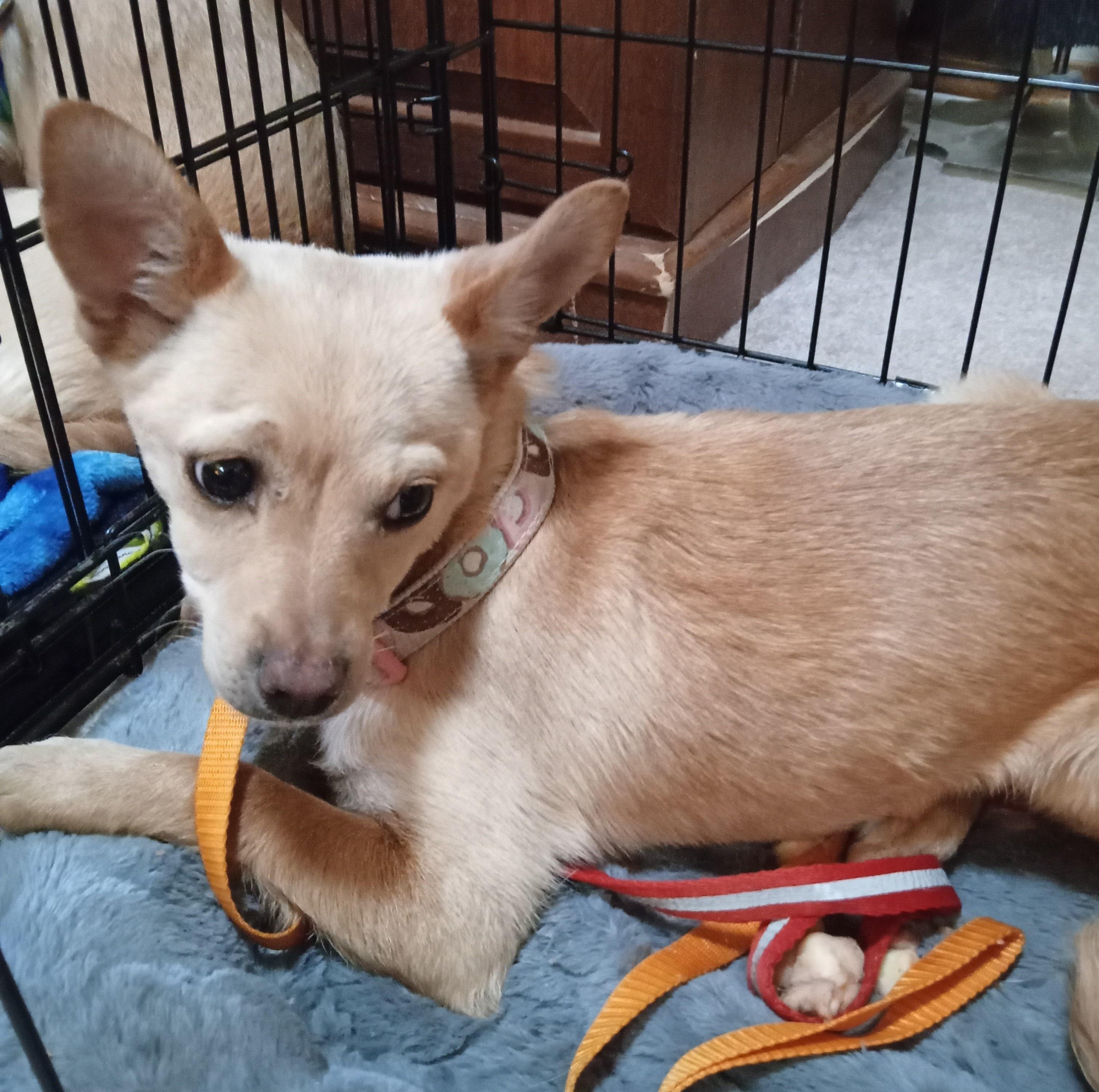 Crystal, ADOPTABLE, Puppy Female Chihuahua.