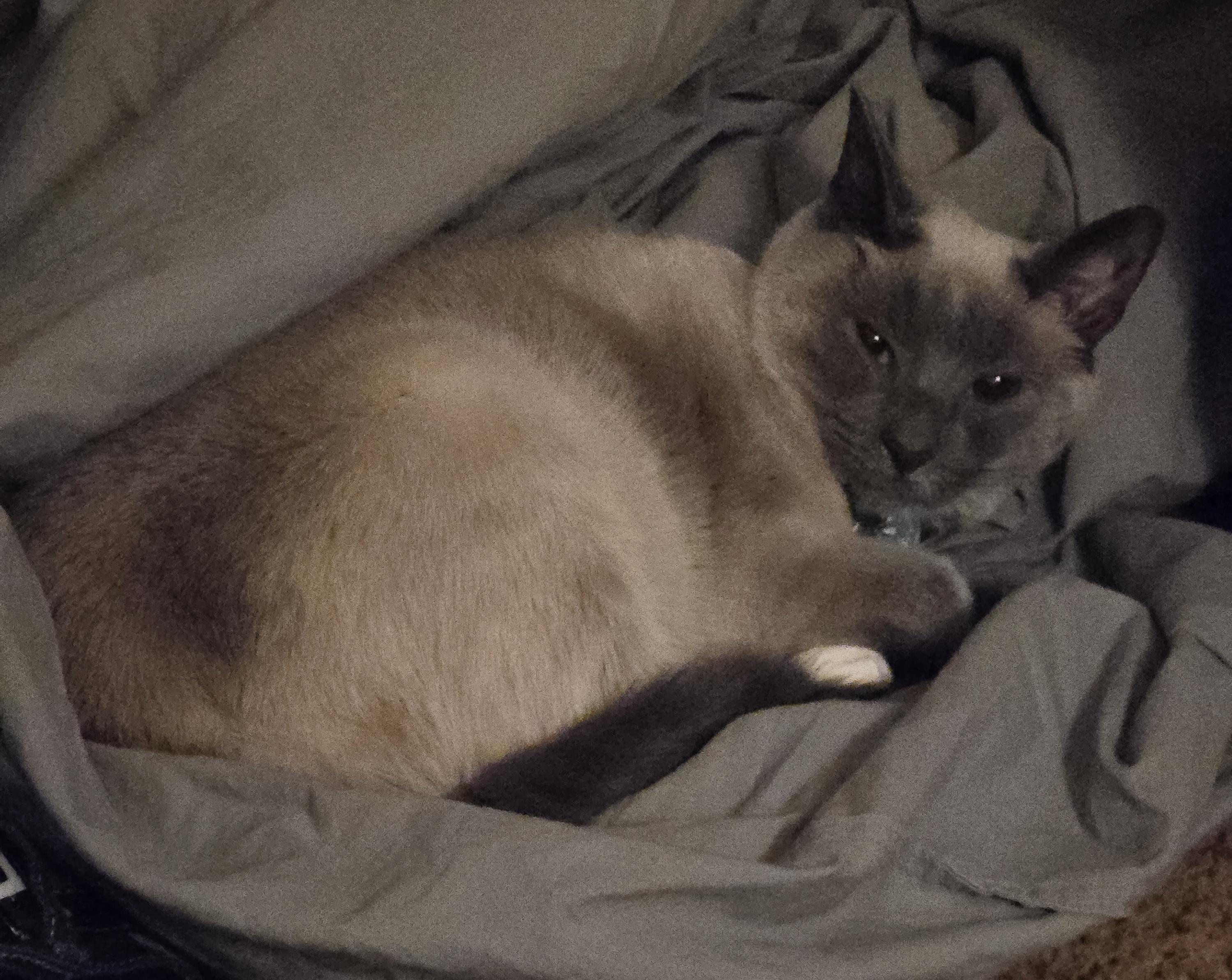 Enlarge Seraphine, a Adoptable Applehead Siamese in Plain City, OH image 5/5