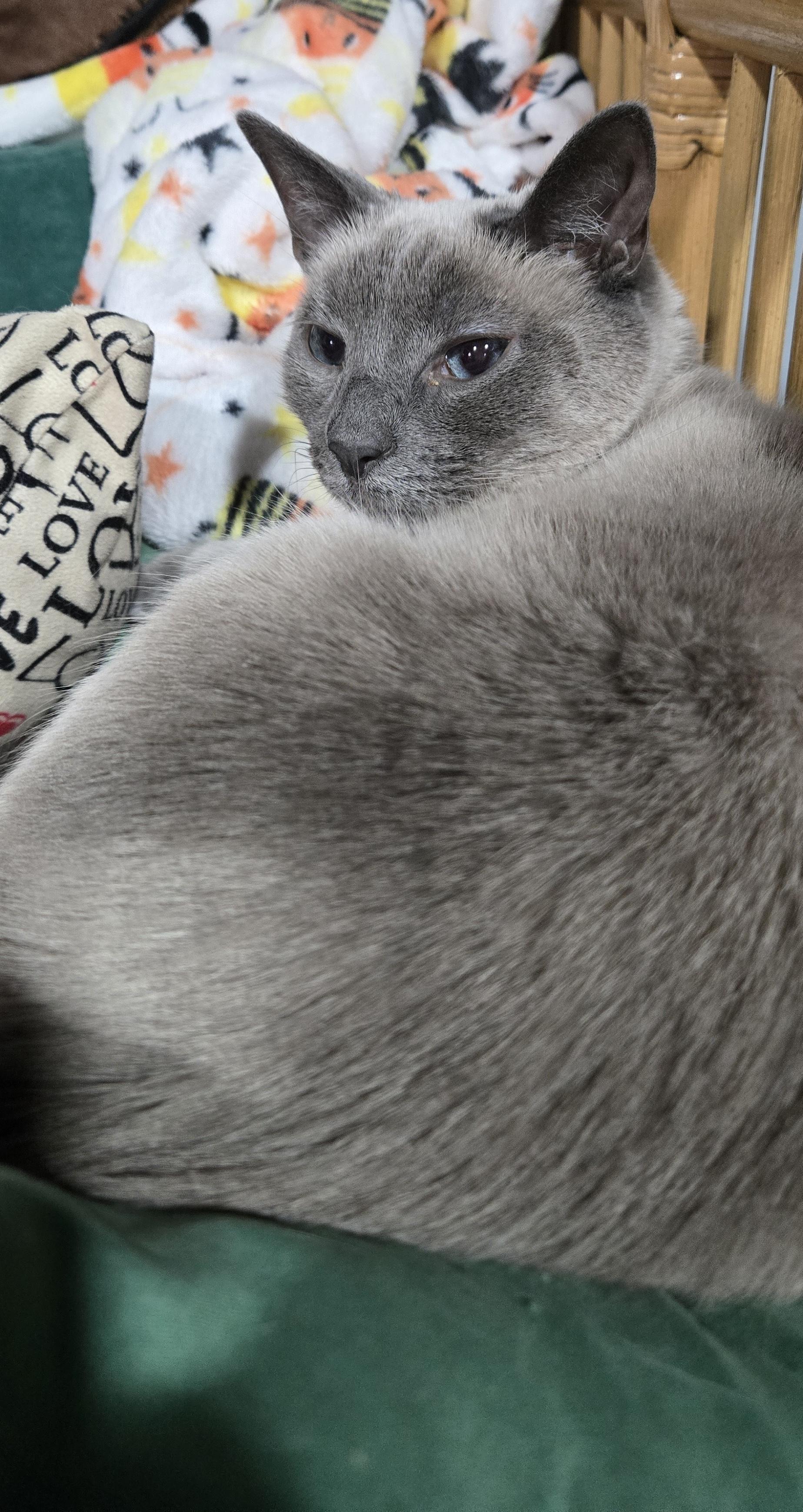 Enlarge Seraphine, a Adoptable Applehead Siamese in Plain City, OH image 2/5