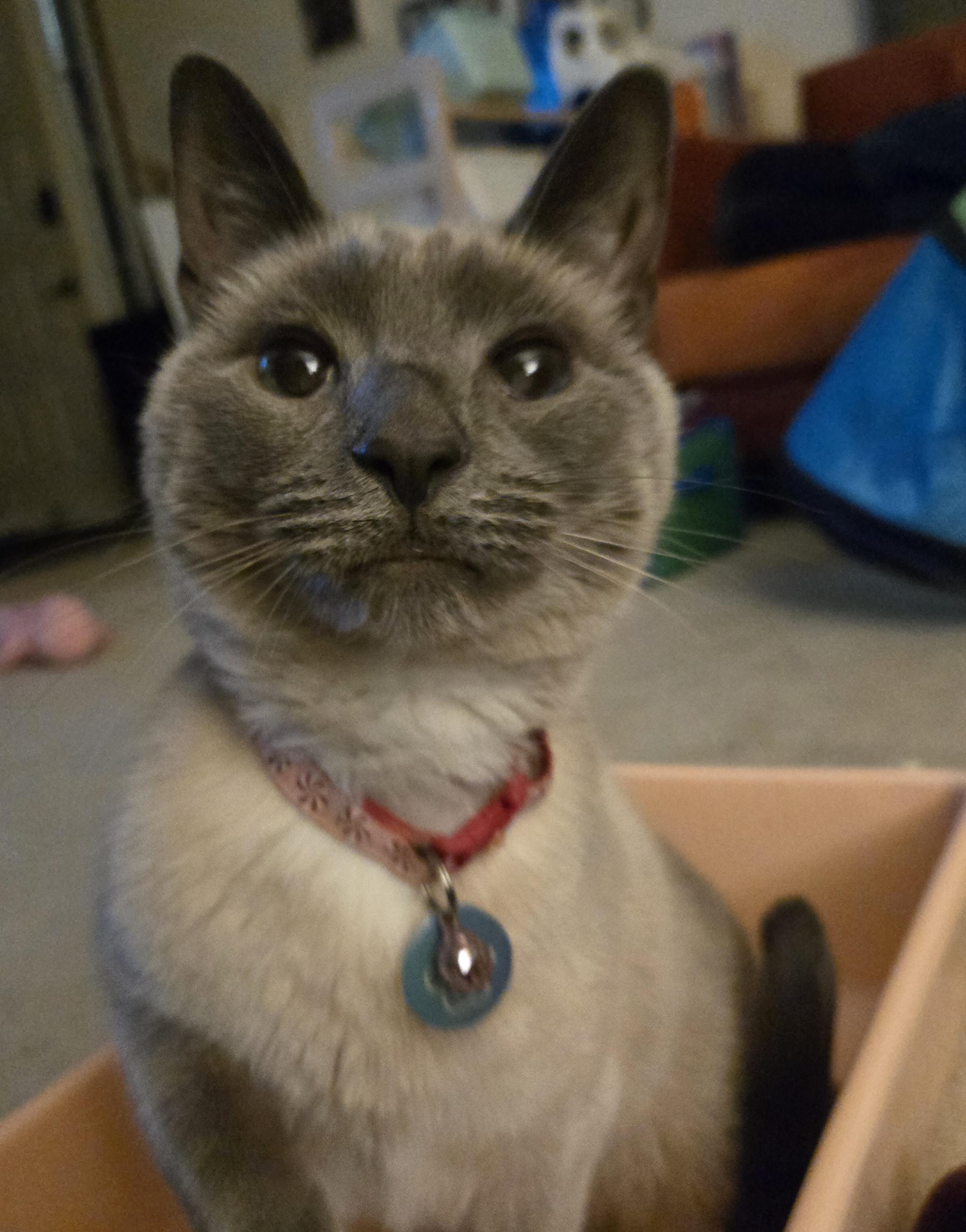 Enlarge Seraphine, a Adoptable Applehead Siamese in Plain City, OH image 3/5