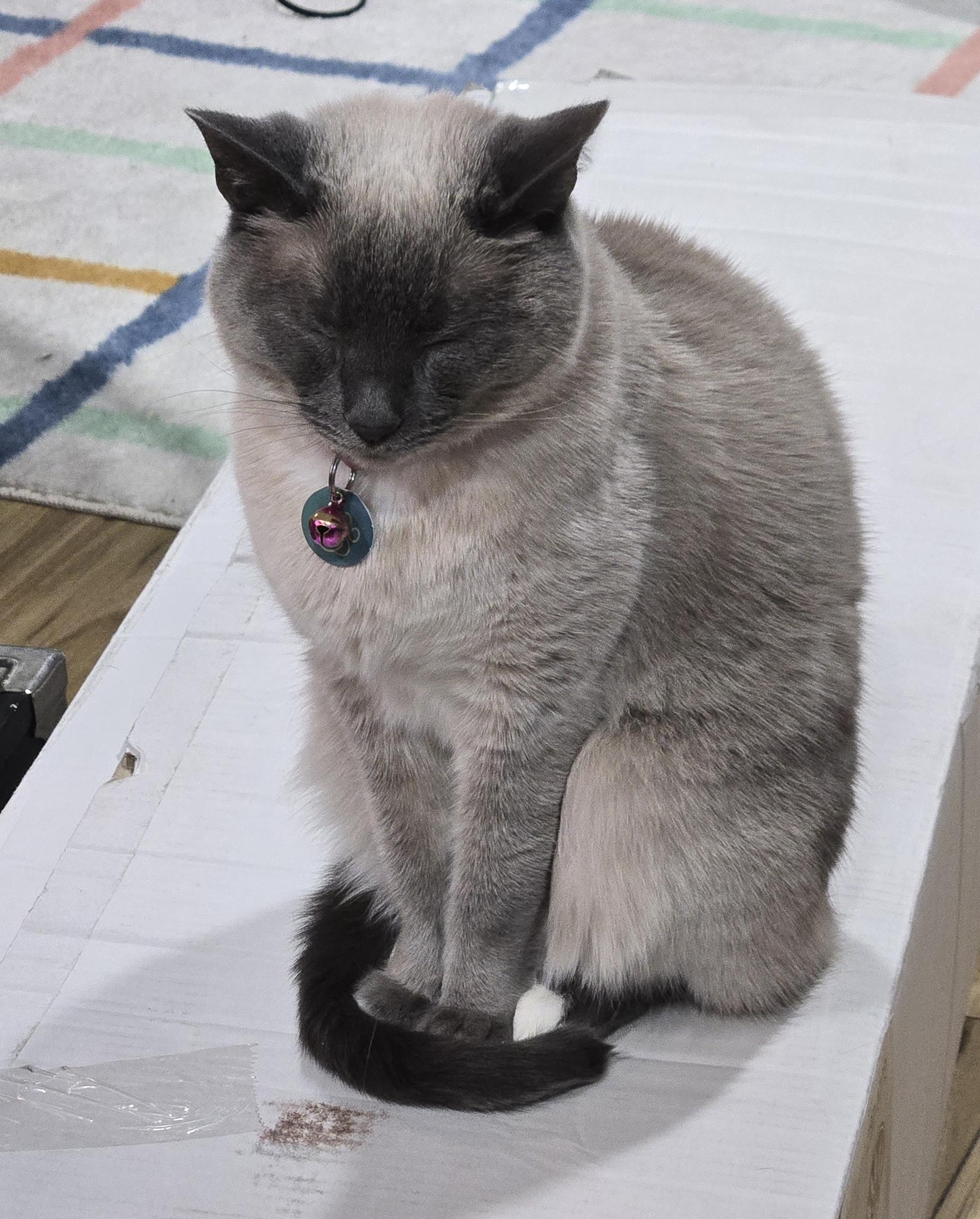 Enlarge Seraphine, a Adoptable Applehead Siamese in Plain City, OH image 4/5
