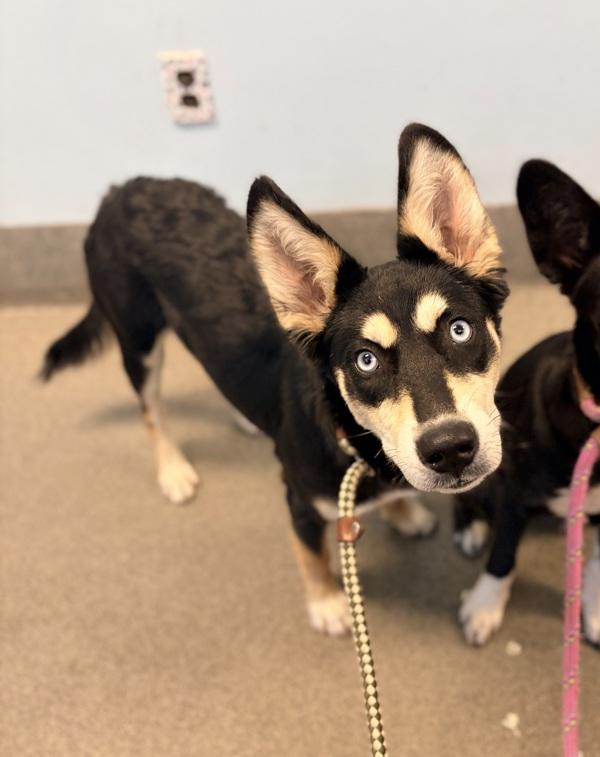 Enlarge Ritzy, a Adoptable mixed breed in Richmond, VA image 1/1
