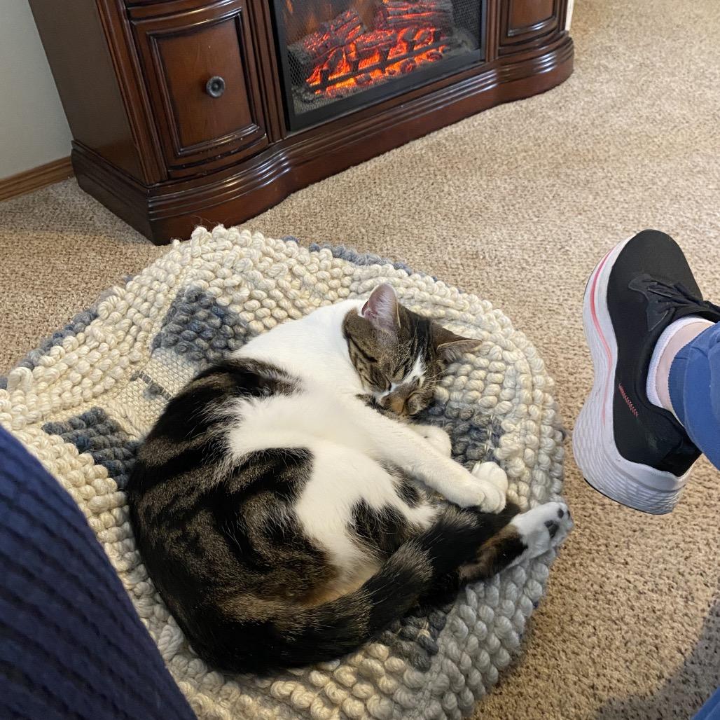 Buddy, Adoptable, Adult Male Domestic Short Hair.