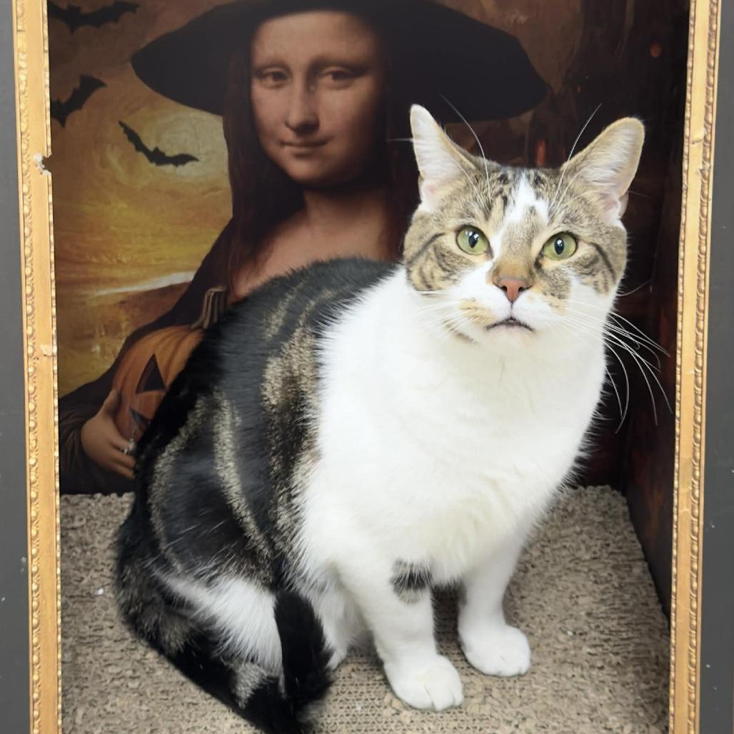 Enlarge Buddy, a Adoptable Domestic Short Hair in Wichita, KS image 2/6