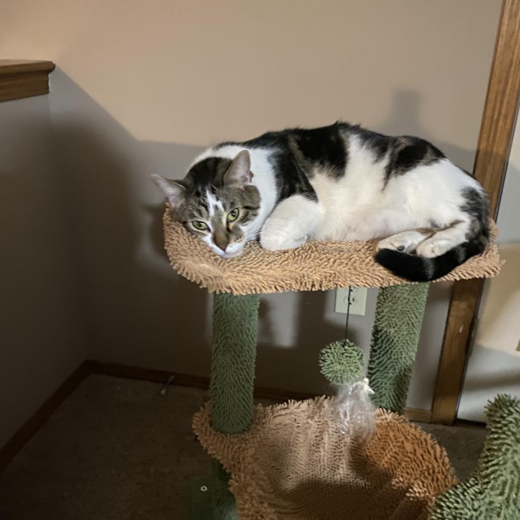 Enlarge Buddy, a Adoptable Domestic Short Hair in Wichita, KS image 4/6